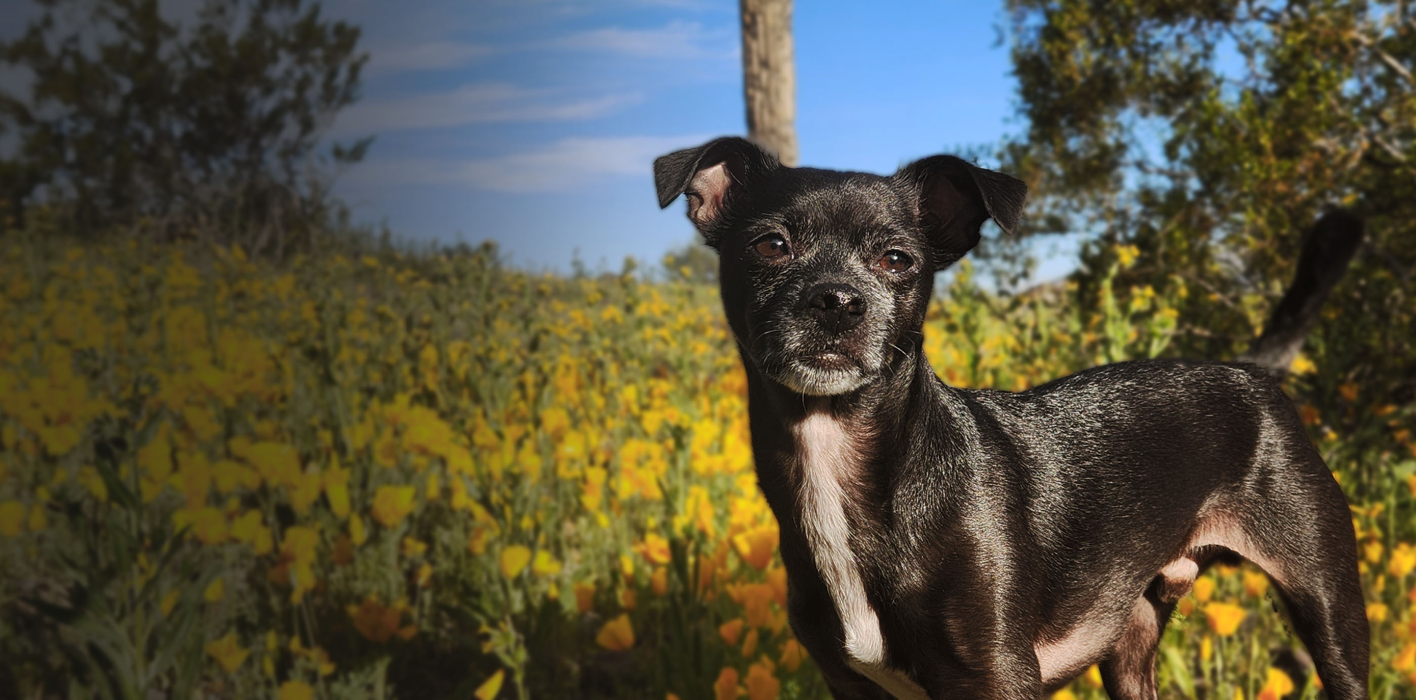 black dog posing in the bush with yellow flowers