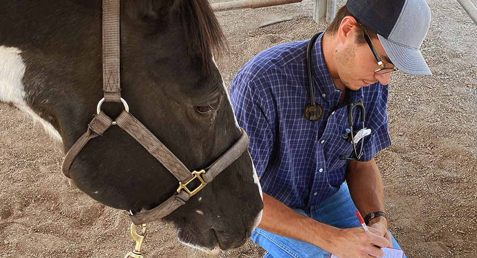 veterinarian taking notes about horses health