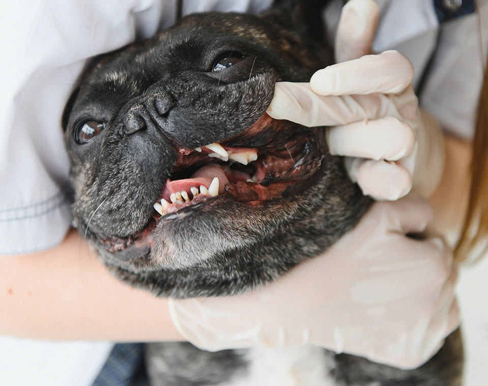 veterinarian examines dogs teeth
