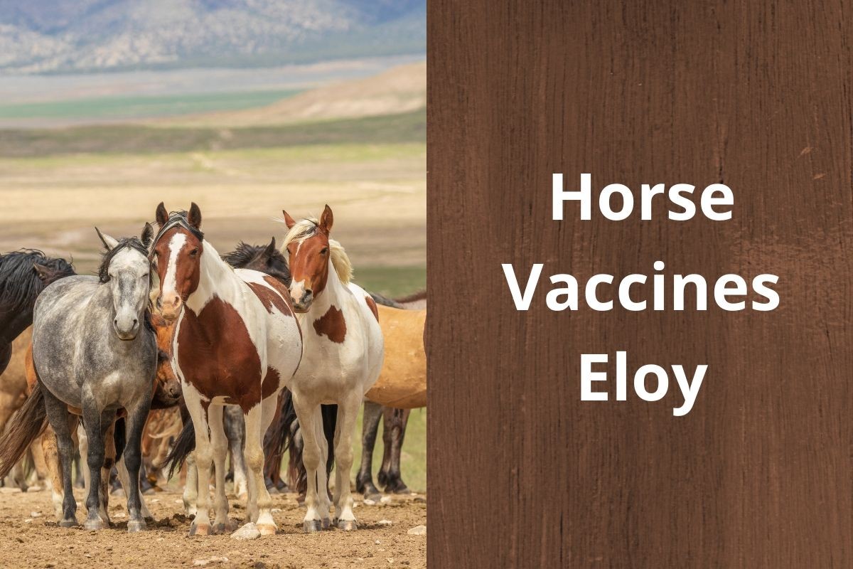 Horse-Vaccines-Eloy