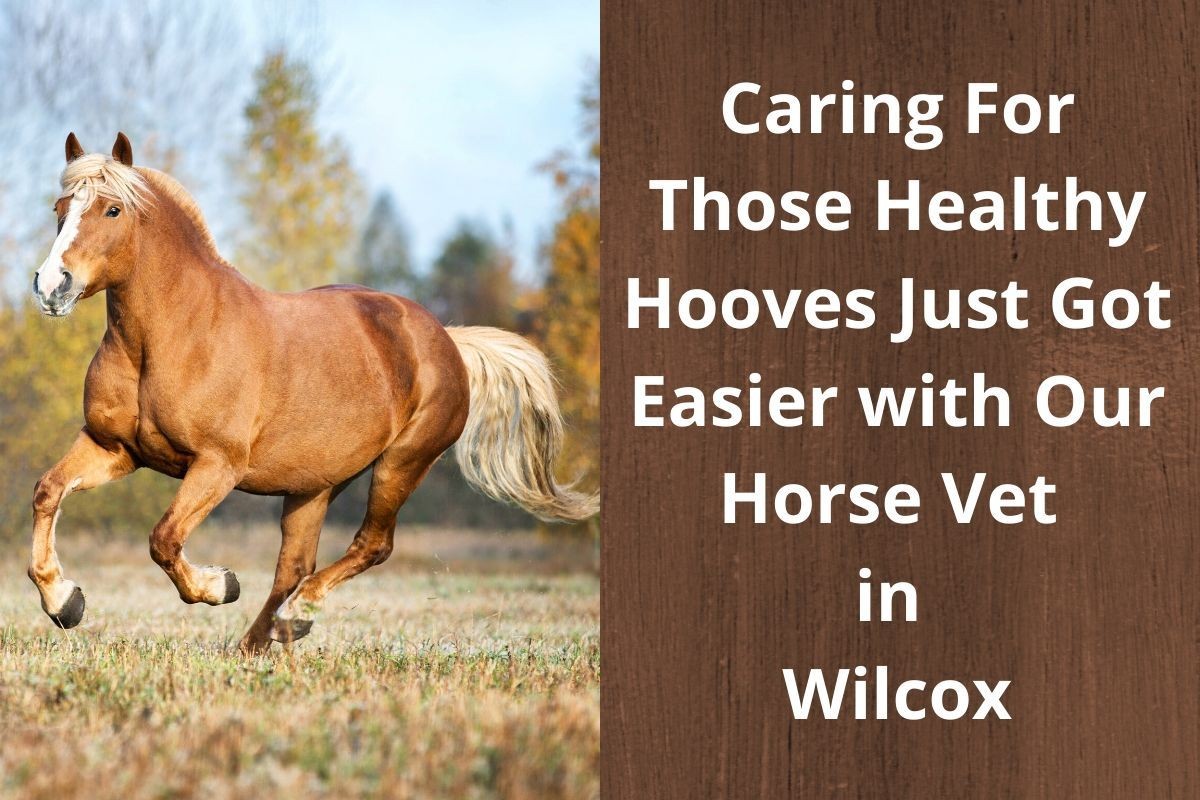 Caring-For-Those-Healthy-Hooves-Just-Got-Easier-with-Our-Horse-Vet-in-Wilcox-