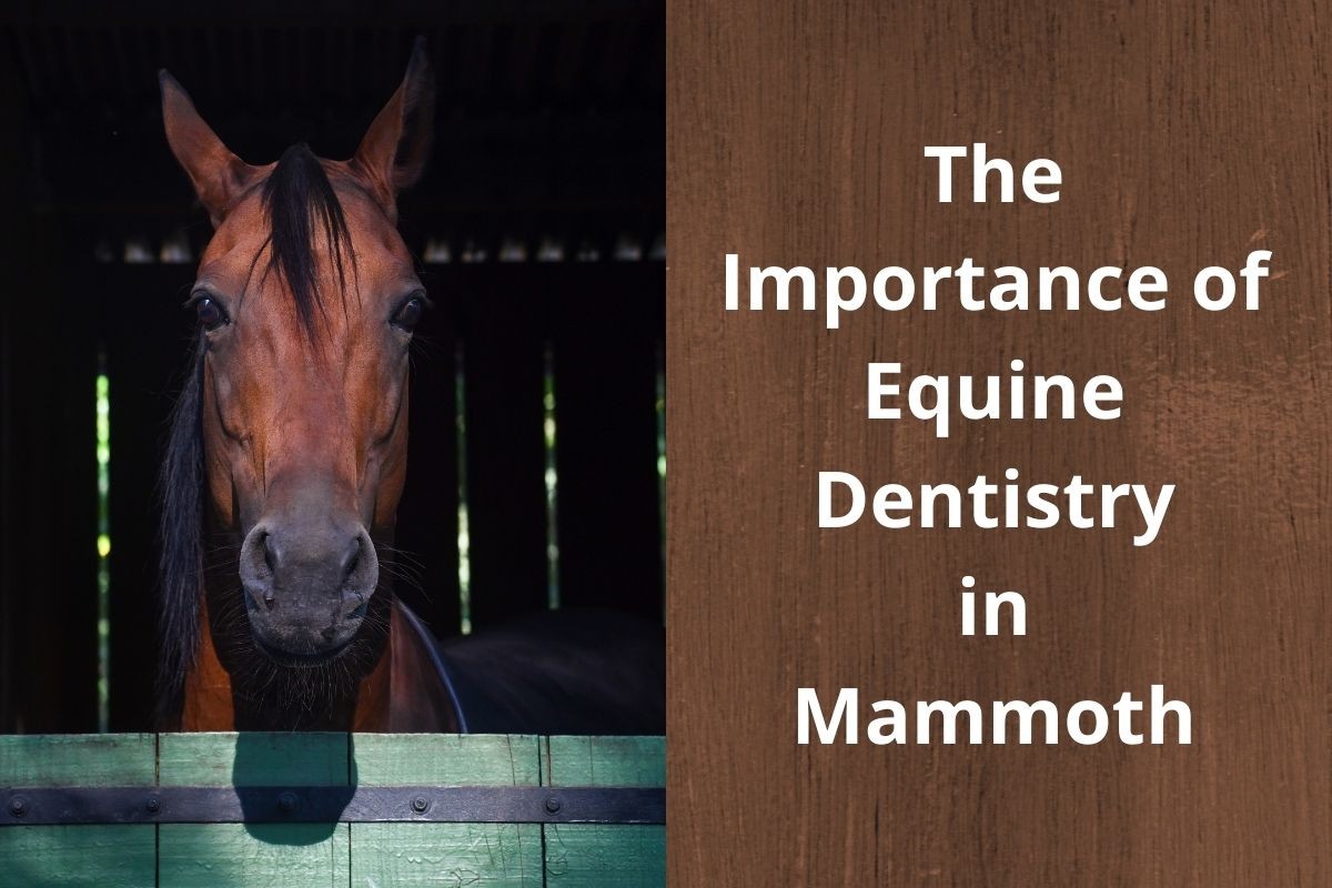 The-Importance-of-Equine-Dentistry-in-Mammoth