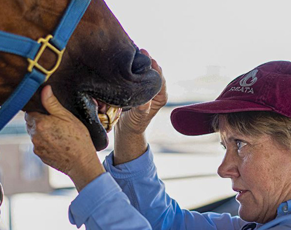 vet checking the teeth of a brown horse at reata equine