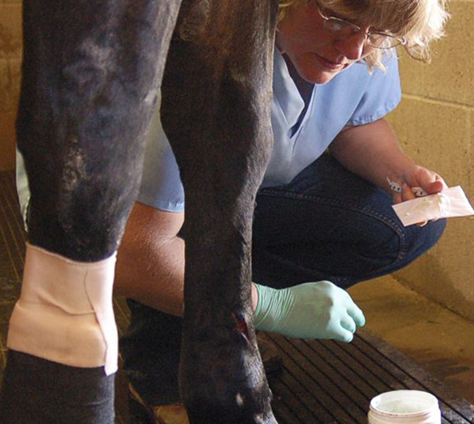 vet checking a horse with leg injured