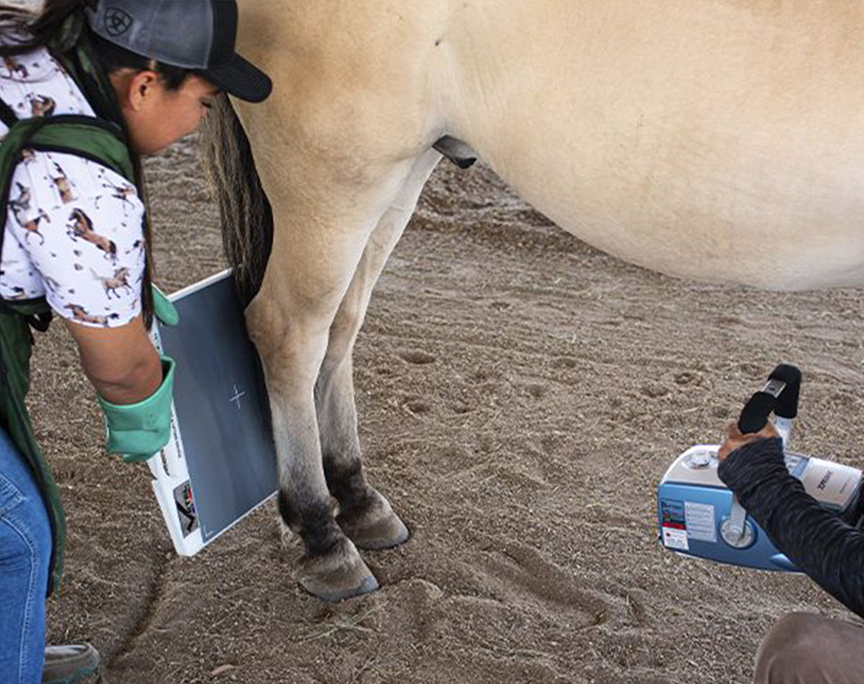 veterinarians performing equine lameness test on horse
