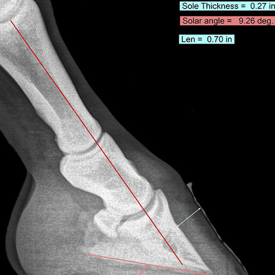x-ray horse leg