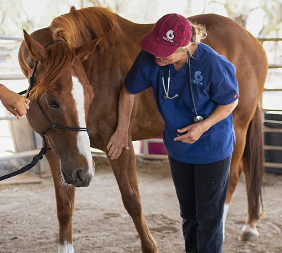 veterinary taking care of a horse