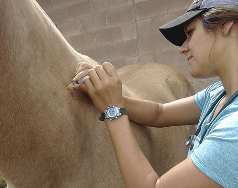 veterinary caring a horse with a vaccination