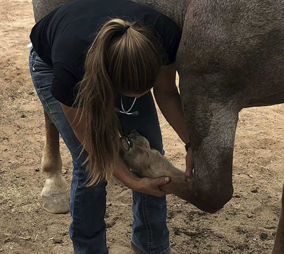 vet checking a horse with injured leg
