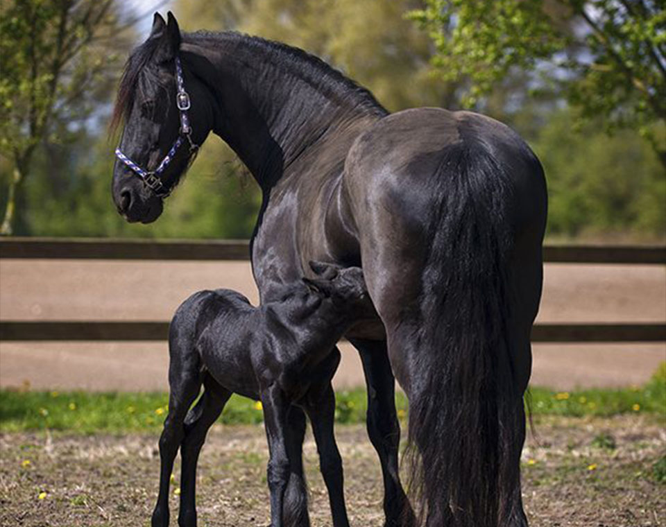 black horse and small horse