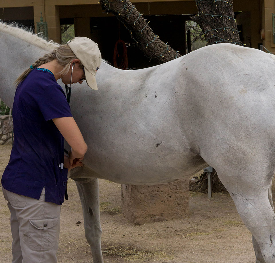 vet checking healthy of a horse