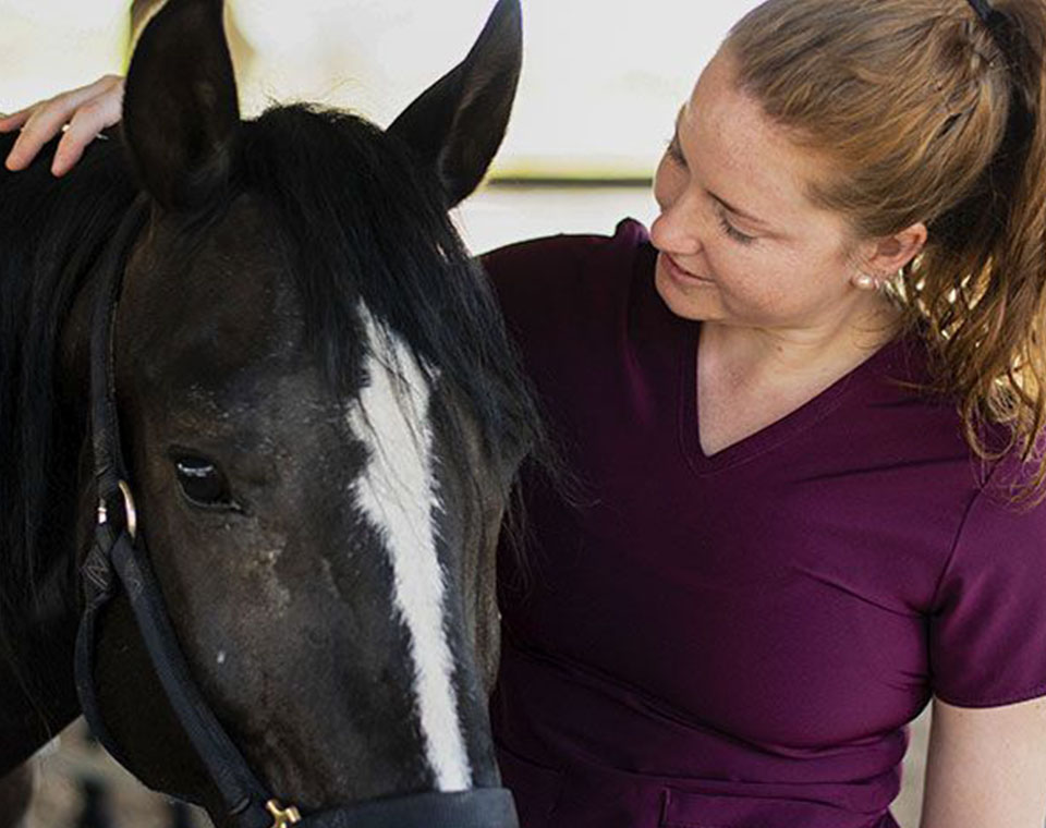 veterinarian taking care of black horse