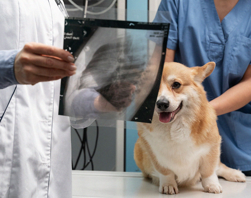 veterinarian checking a x-ray
