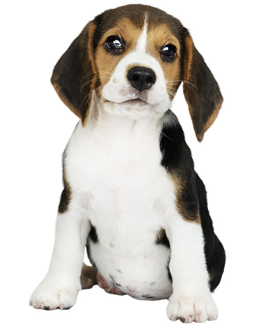 Adorable beagle puppy