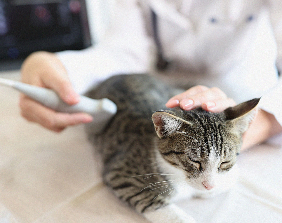 veterinarian makes an ultrasound to a cat