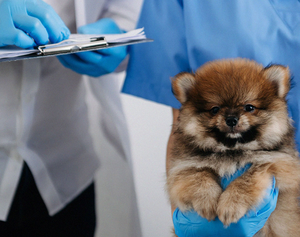 two doctors are examining a pomeranian