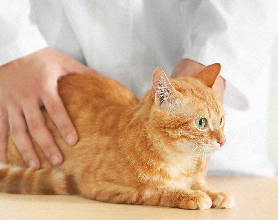 veterinarian doctor with orange cat at vet