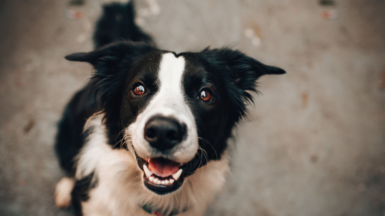 Don't Neglect Your Pet's Smile! Important Dental Care for Dogs & Cats