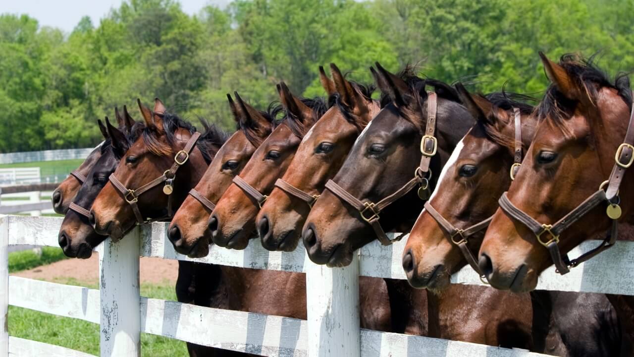 Equine Rehabilitation: Helping Your Horse Recover in Tucson, AZ