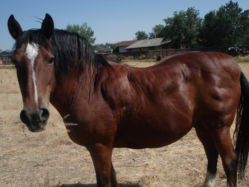 Laminitis in Horses