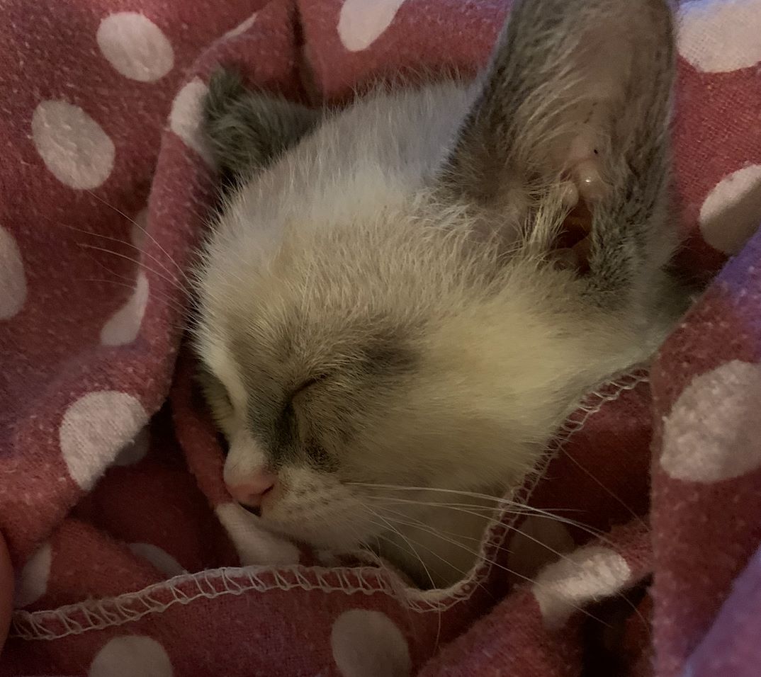 Gray tabby kitten at first wellness exam.