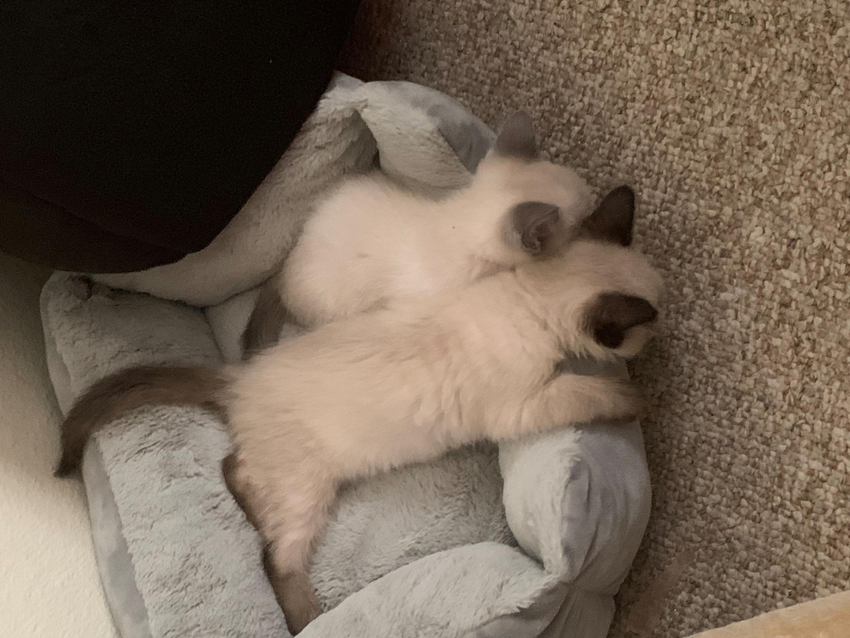 Maine coon kitten at 12 week exam