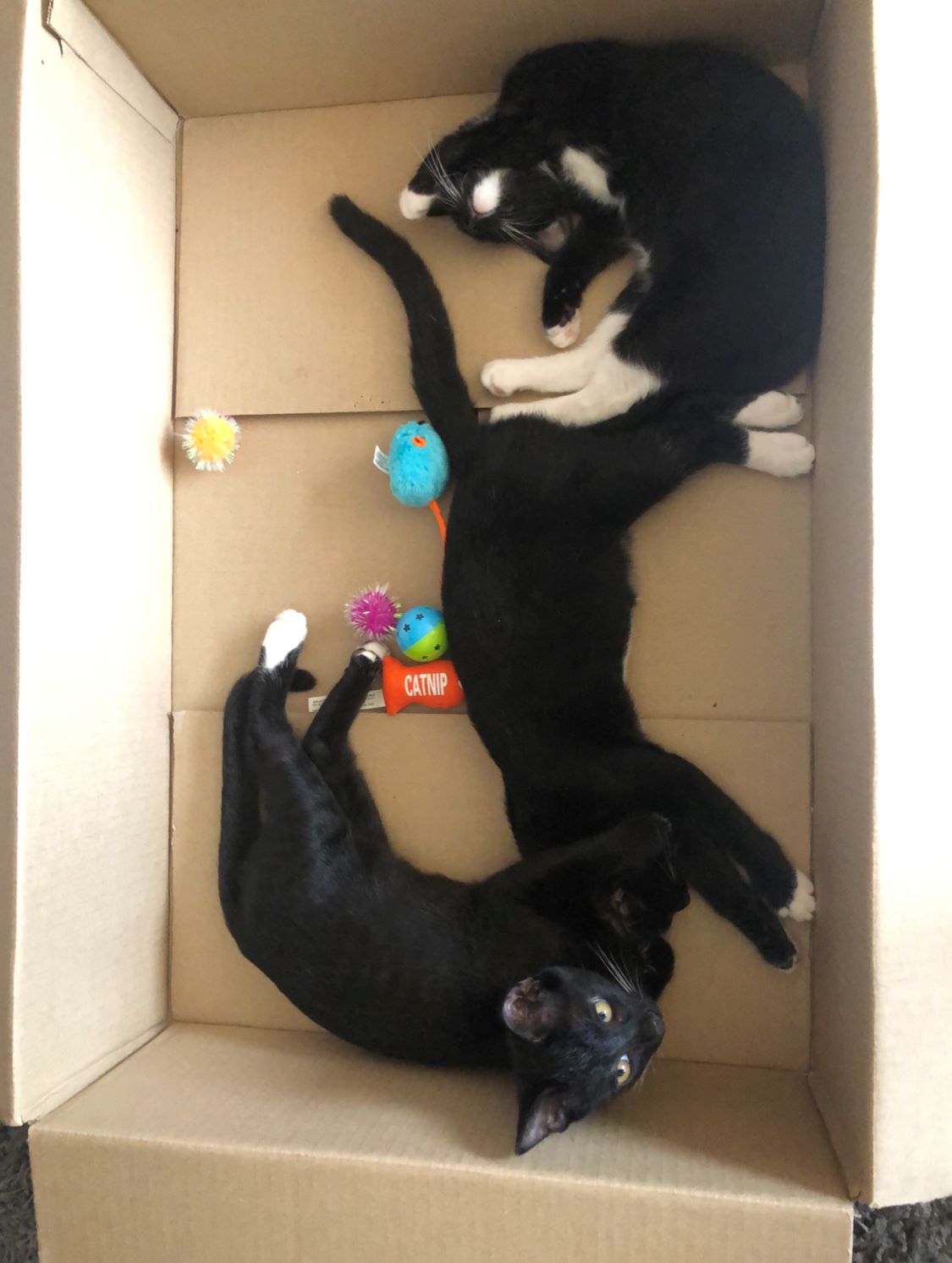 Black long hair kitten getting first weight at veterinary hospital