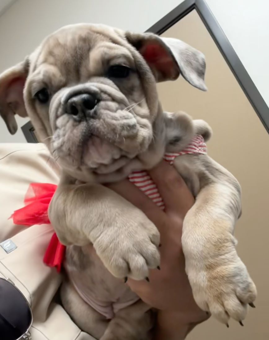 Weimaraner puppy at puppy exam.