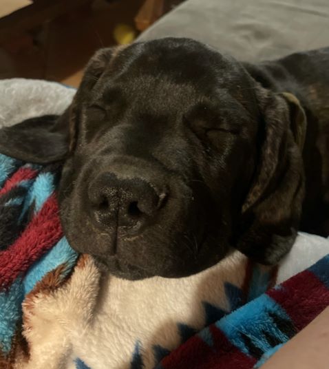 Labrador puppy at puppy exam getting vaccines.