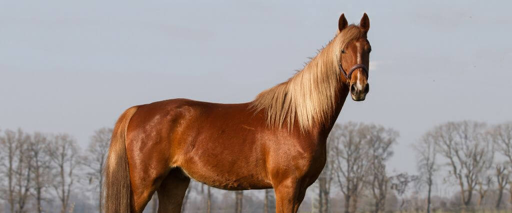 The American Saddlebred Horse