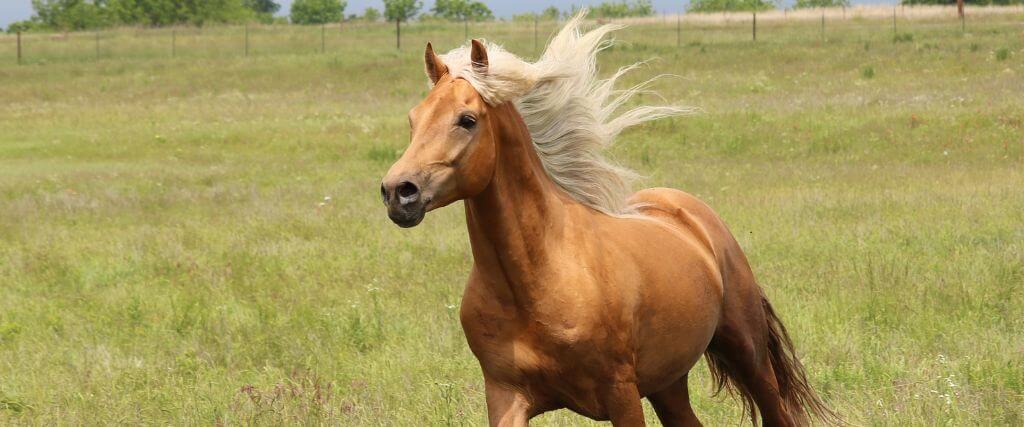 The Morgan Horse
