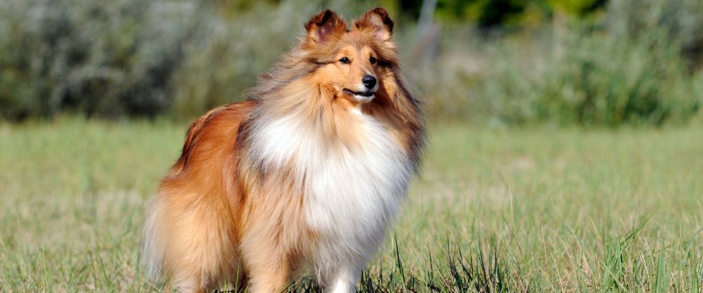 Shetland Sheepdogs