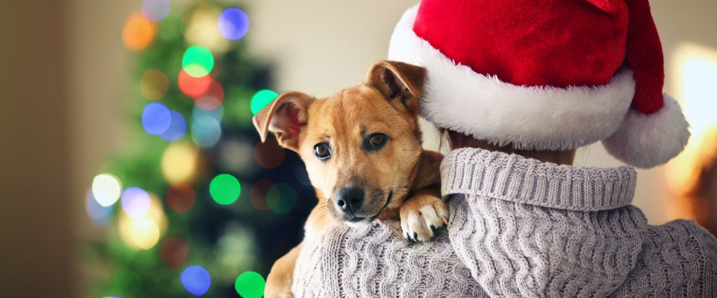 I Got a Pet for Christmas! Now What?