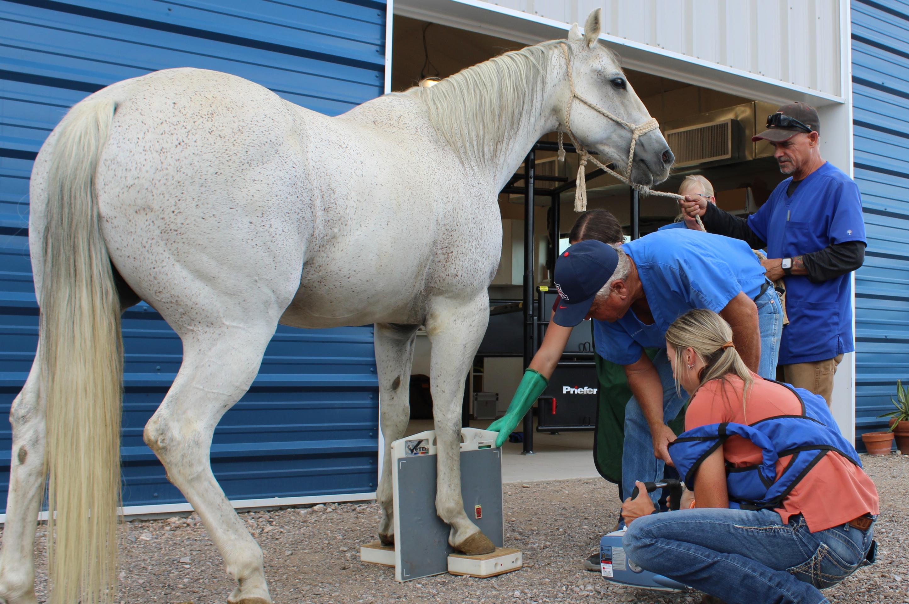 Equine Podiatry at Reata Equine in Tuscon Arizona