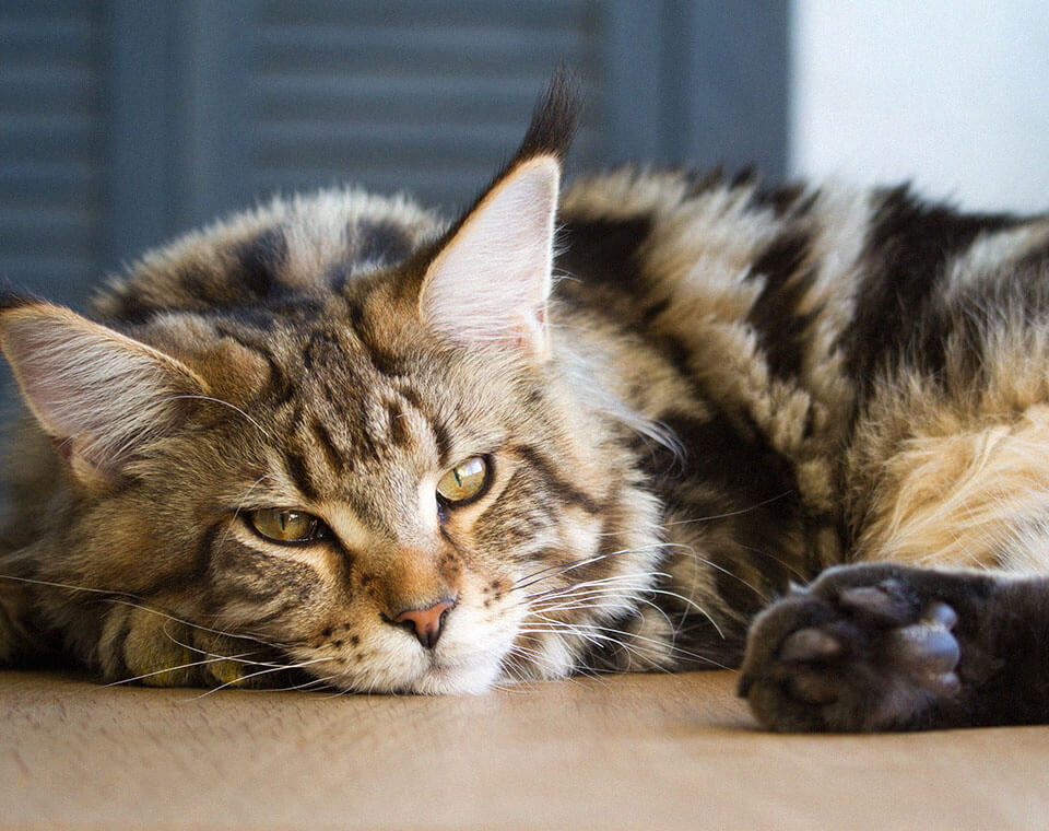 big-sleepy-old-maine-coon