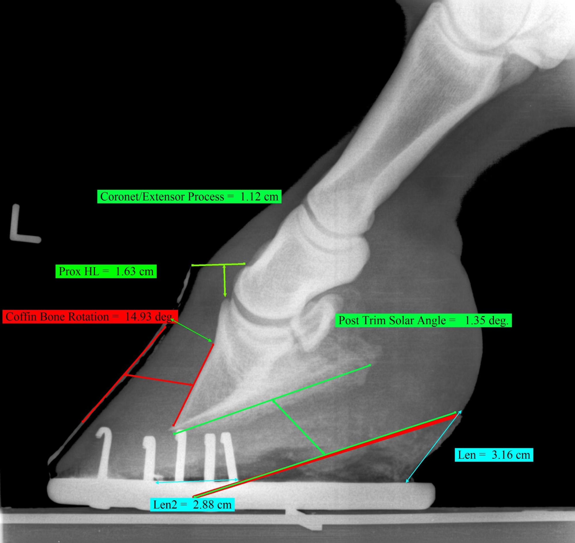 Laminitis