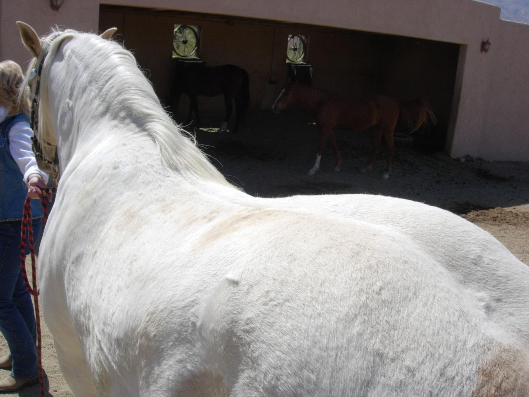 equine metabolic syndrome