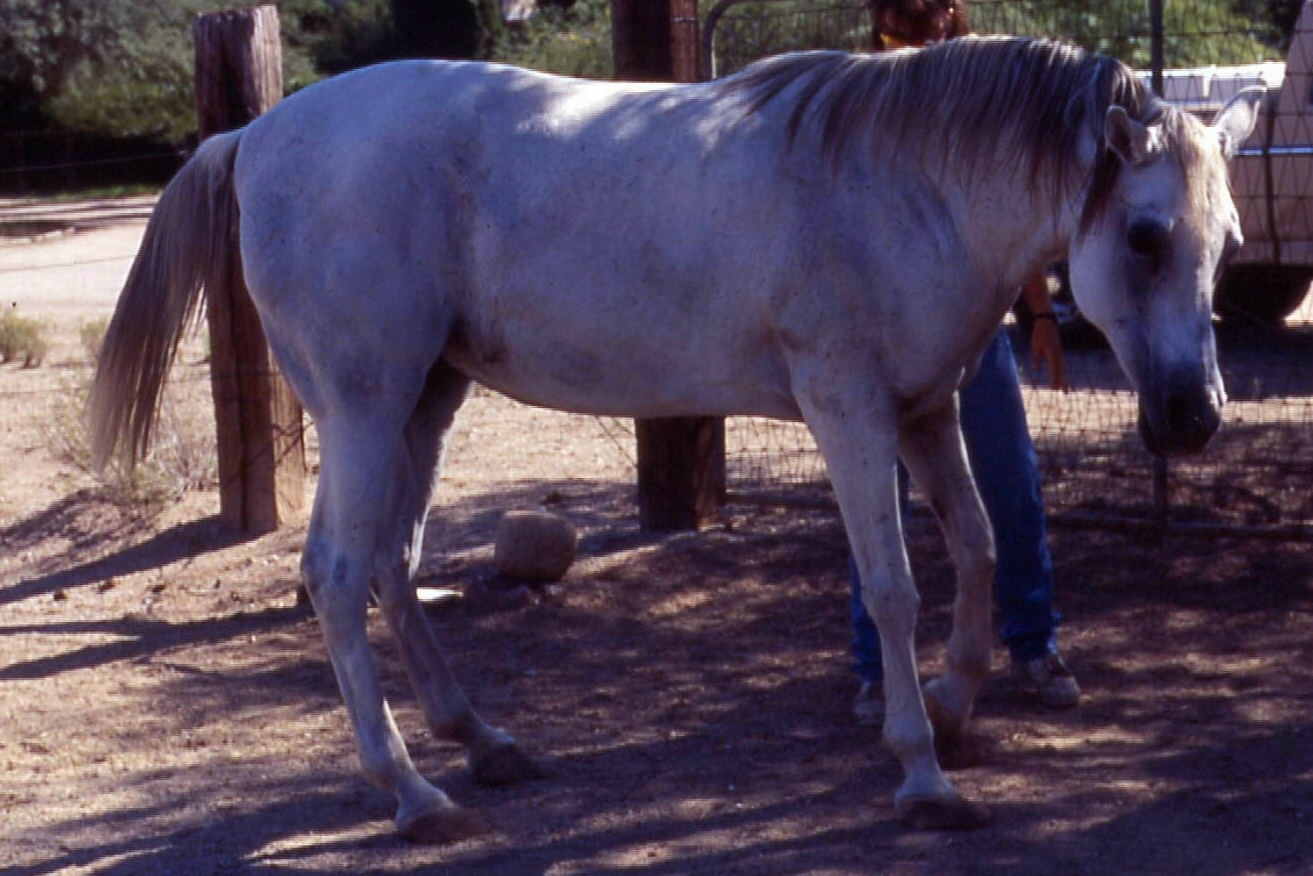 Laminitis