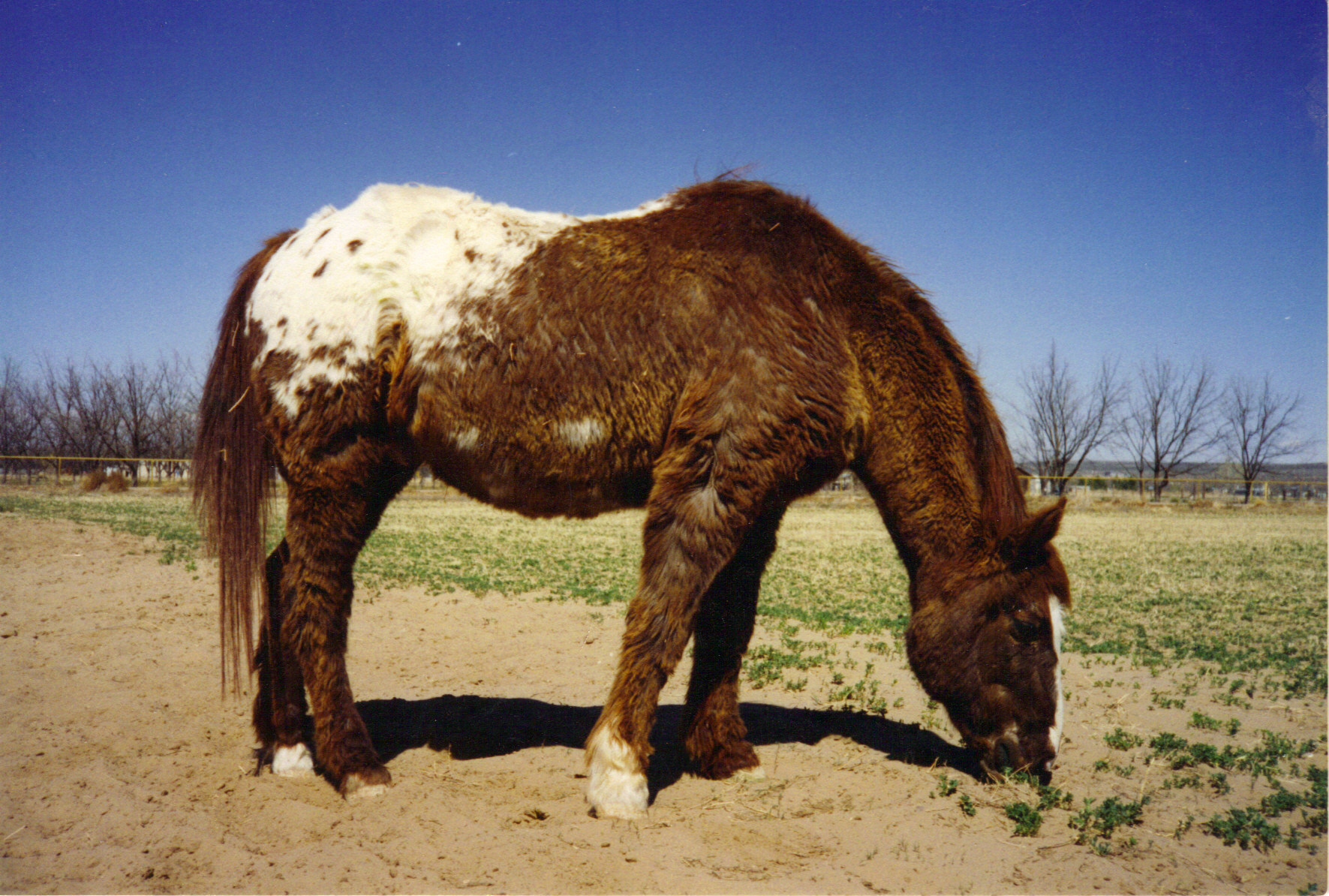 Equine cushings