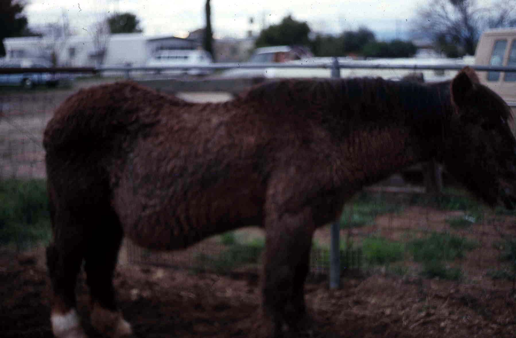 Laminitis