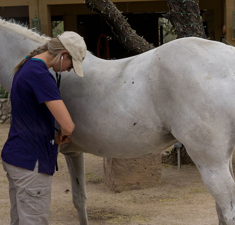 vet-checking-healthy-of-a-horse