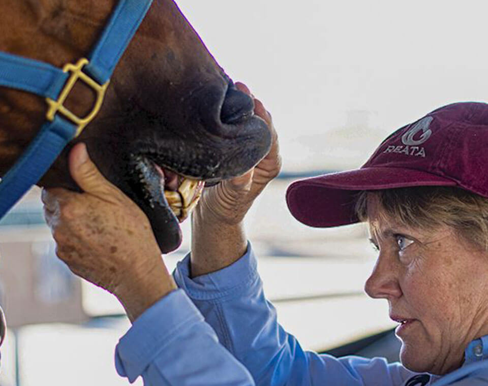 vet-checking-the-teeth-of-a-brown-horse-at-reata-equine