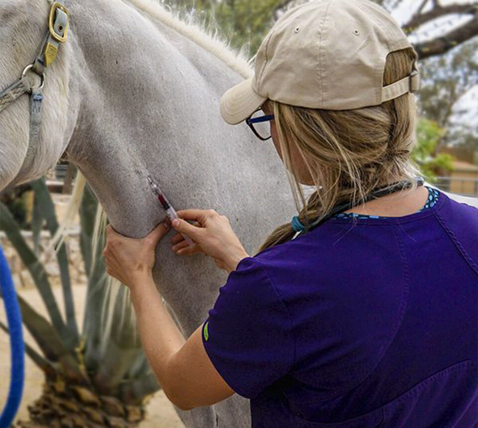 vet-tech-taking-a-blood-sample-from-horse-for-diagnostic-tests-at-reata-equine