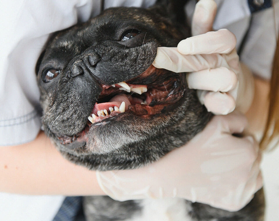 veterinarian-examines-dogs-teeth