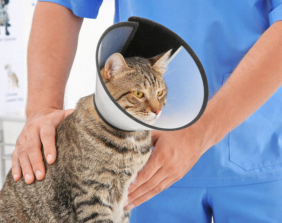 veterinarian-examining-a-cat-with-cone-shame