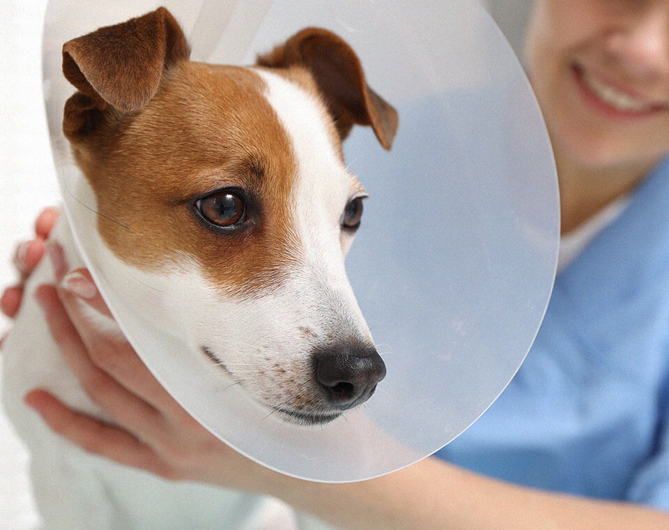 veterinarian-jack-russell-terrier-dog-wearing-medical-plastic-collar