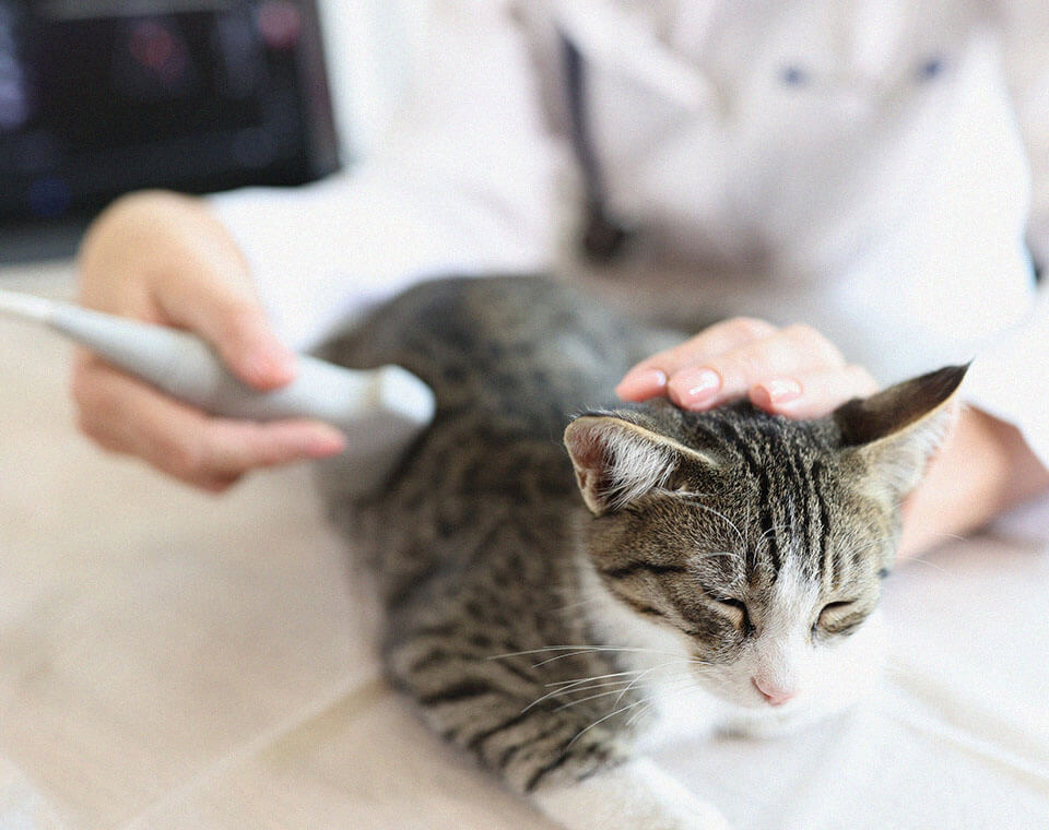 veterinarian-makes-ultrasound-cat