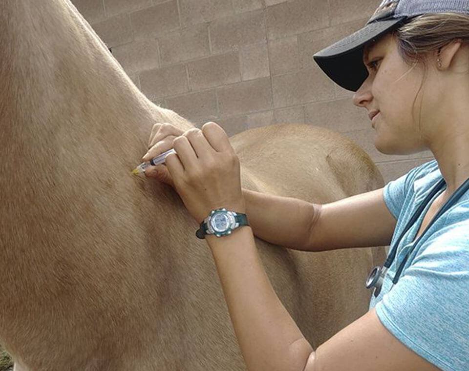 veterinary-caring-horse-with-vaccination