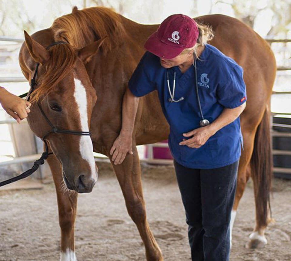 veterinary-taking-care-of-a-horse