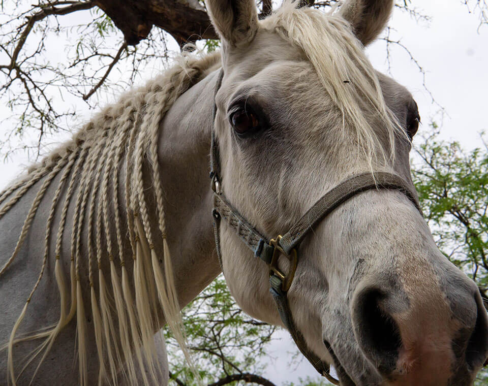 white-horse